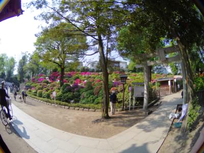 03 FISH-EYE ツツジ (切り取りなし)